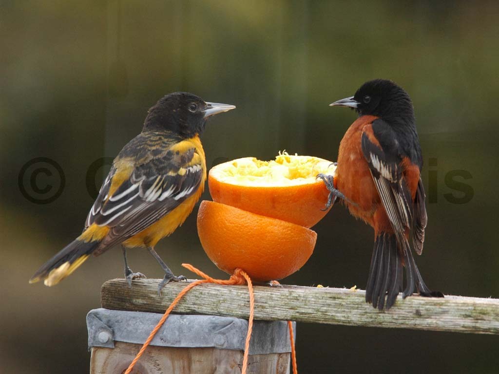 OROR-BC_Orchard-Oriole