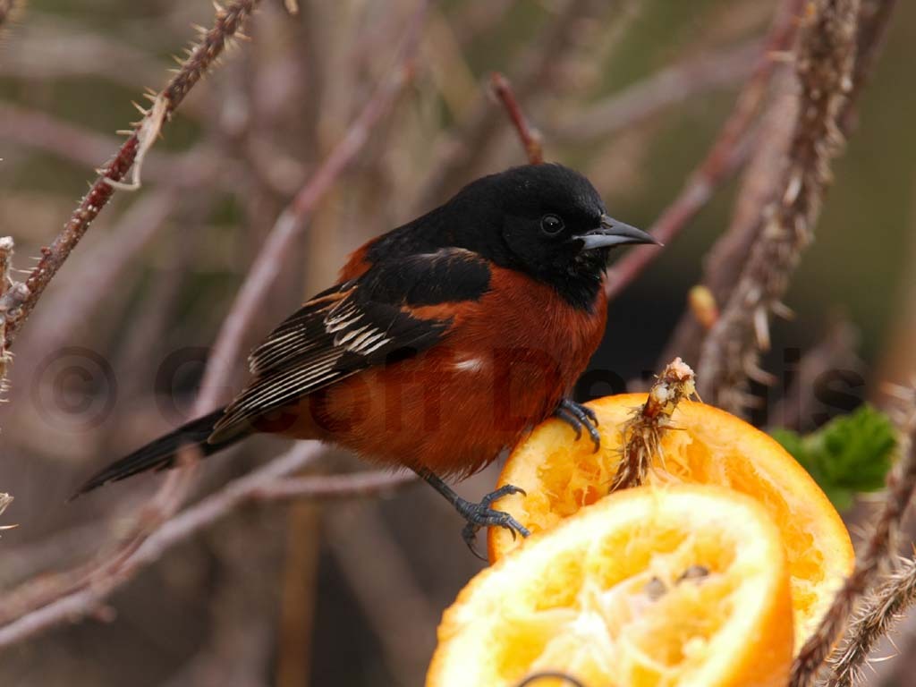 OROR-BD_Orchard-Oriole