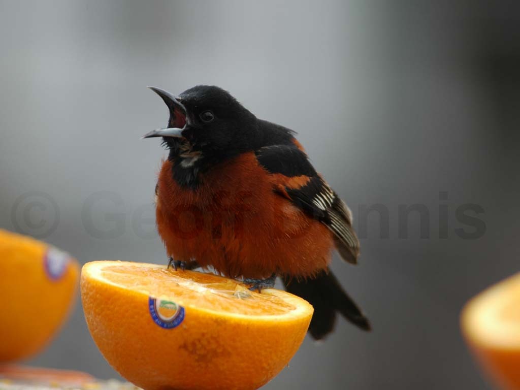OROR-BE_Orchard-Oriole