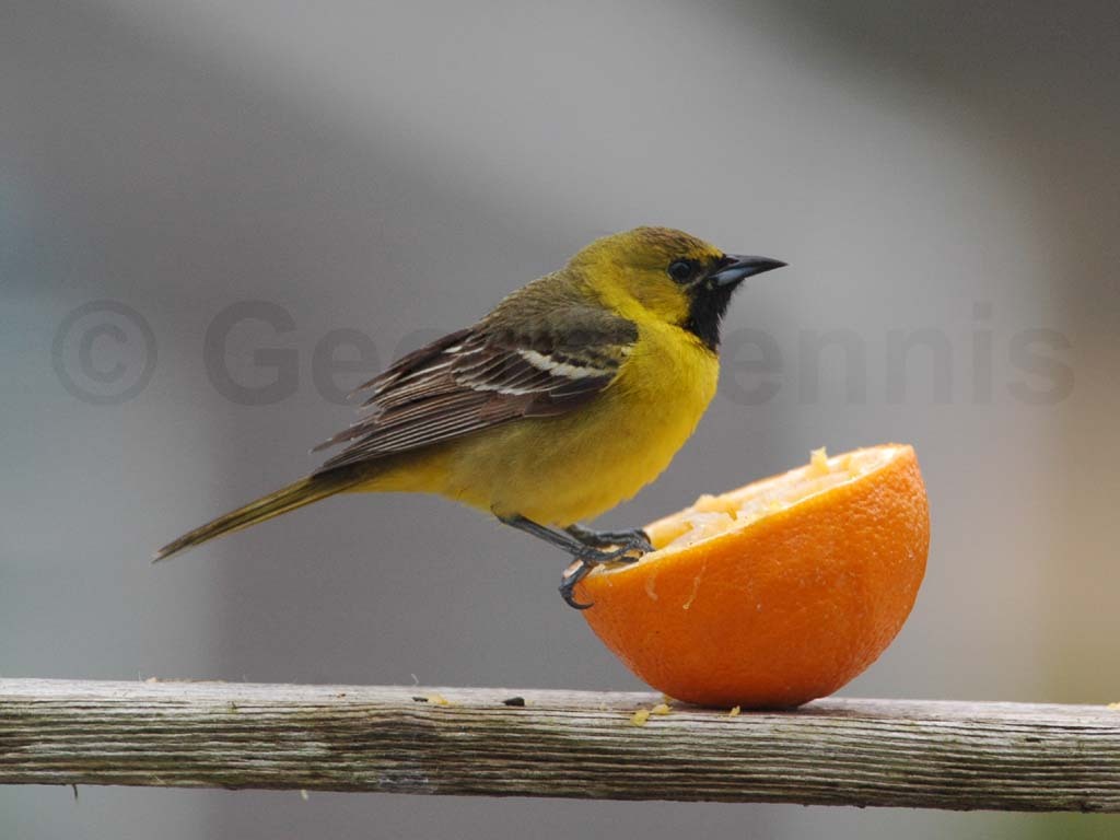 OROR-BF_Orchard-Oriole
