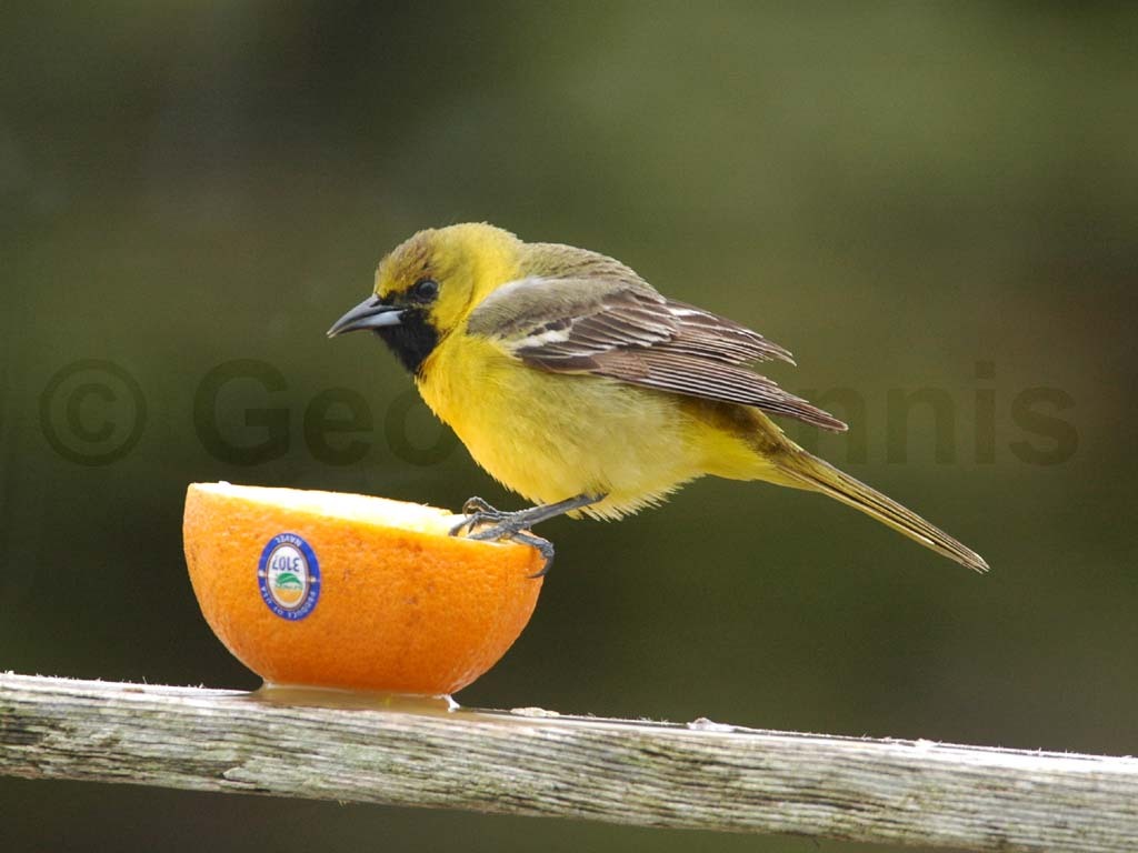 OROR-BG_Orchard-Oriole
