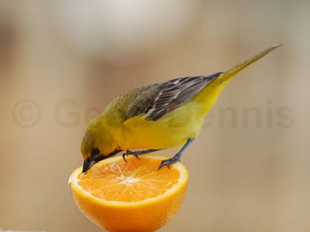 OROR-BH_Orchard-Oriole