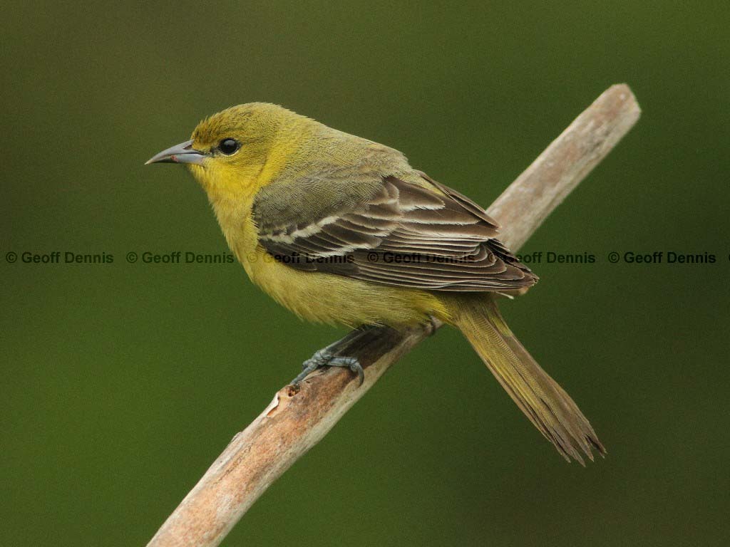 OROR-BI_Orchard-Oriole
