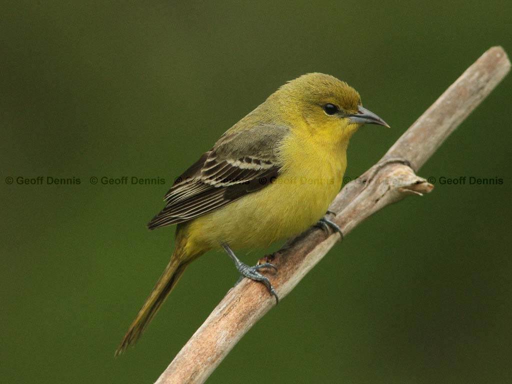 OROR-BJ_Orchard-Oriole