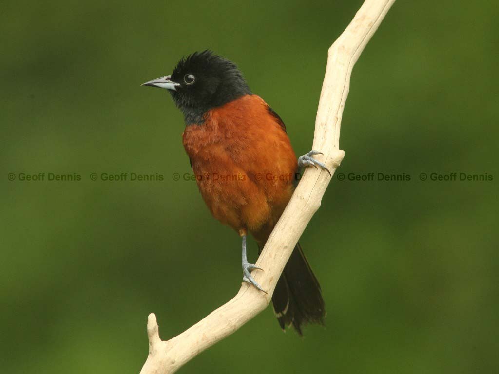 OROR-BK_Orchard-Oriole