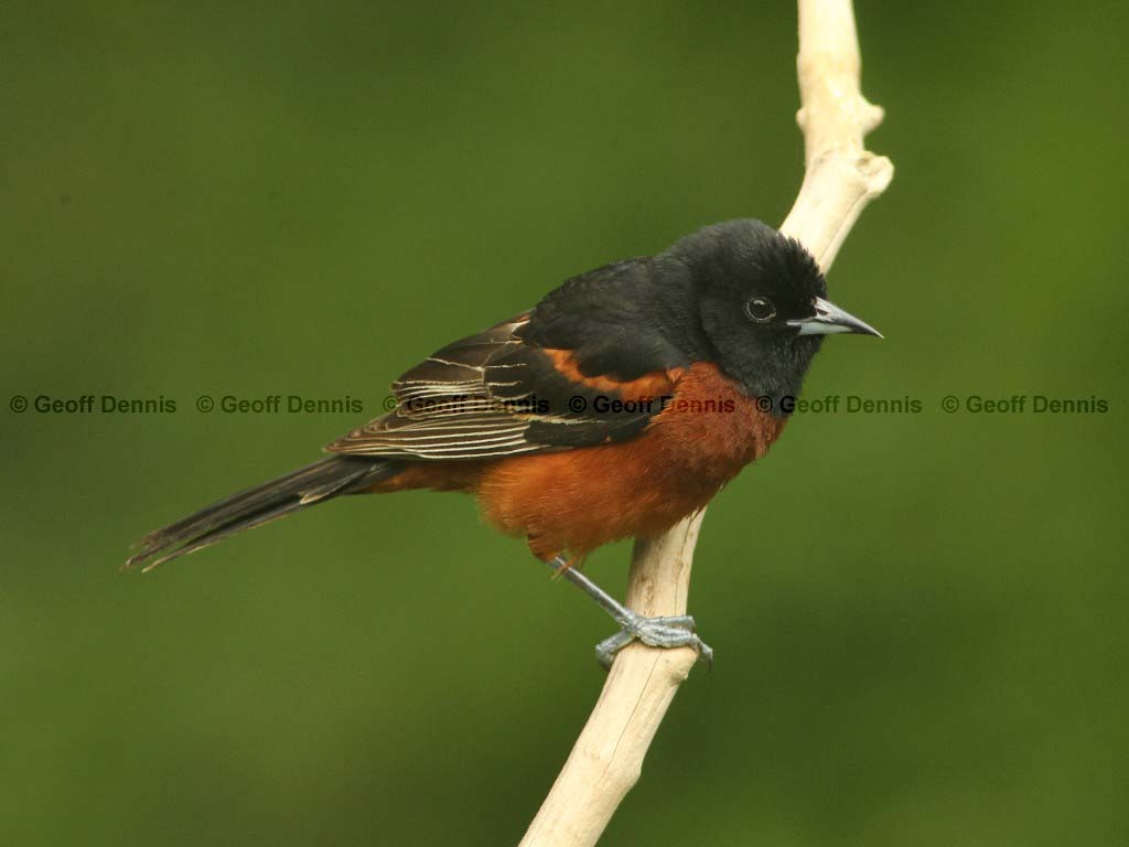 OROR-BL_Orchard-Oriole