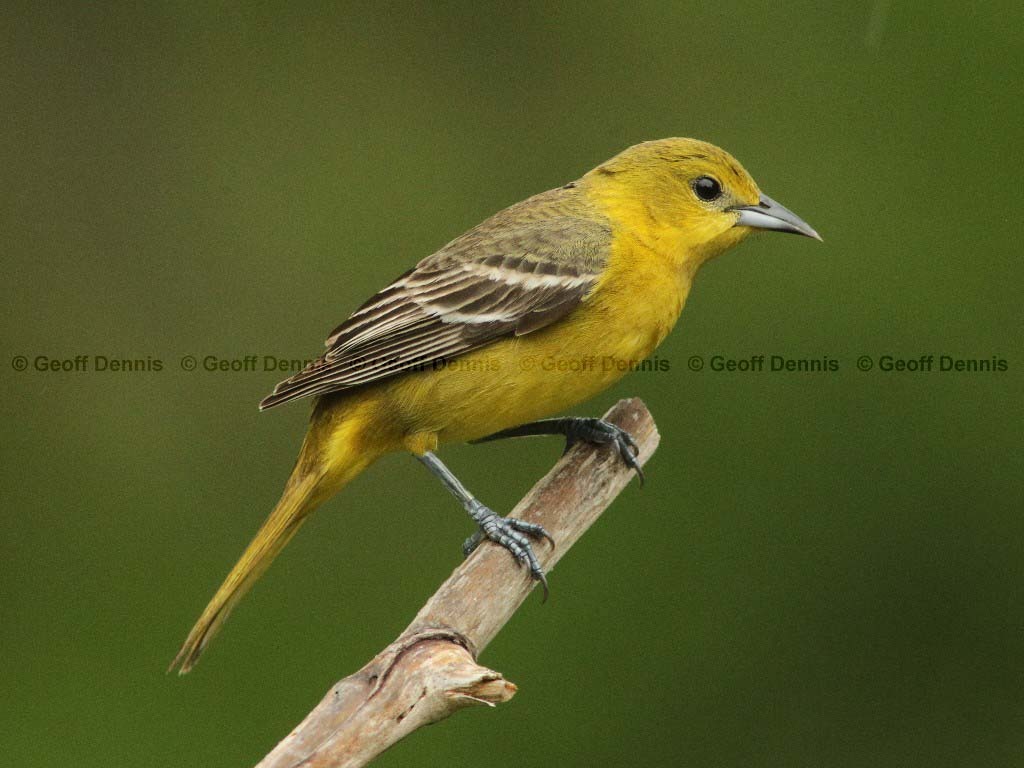 OROR-BM_Orchard-Oriole