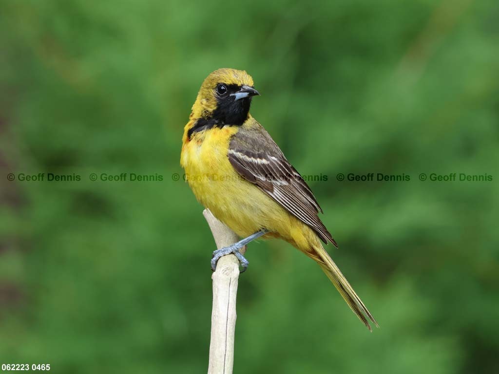 OROR-BN_Orchard-Oriole