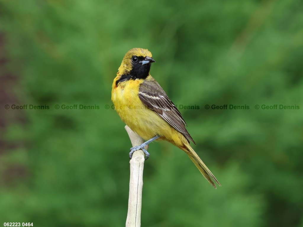 OROR-BO_Orchard-Oriole
