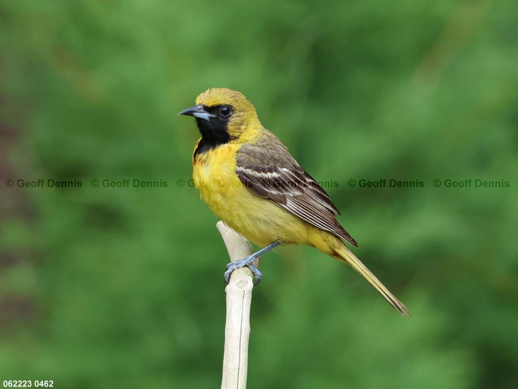 OROR-BP_Orchard-Oriole
