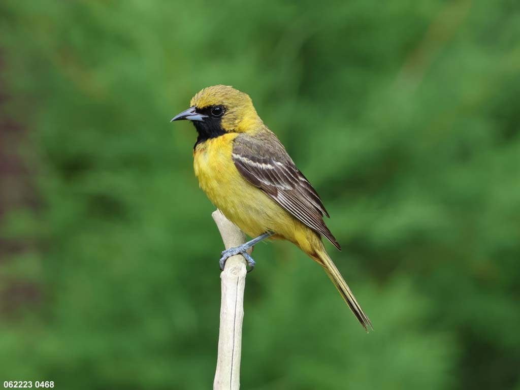 OROR-BQ_Orchard-Oriole