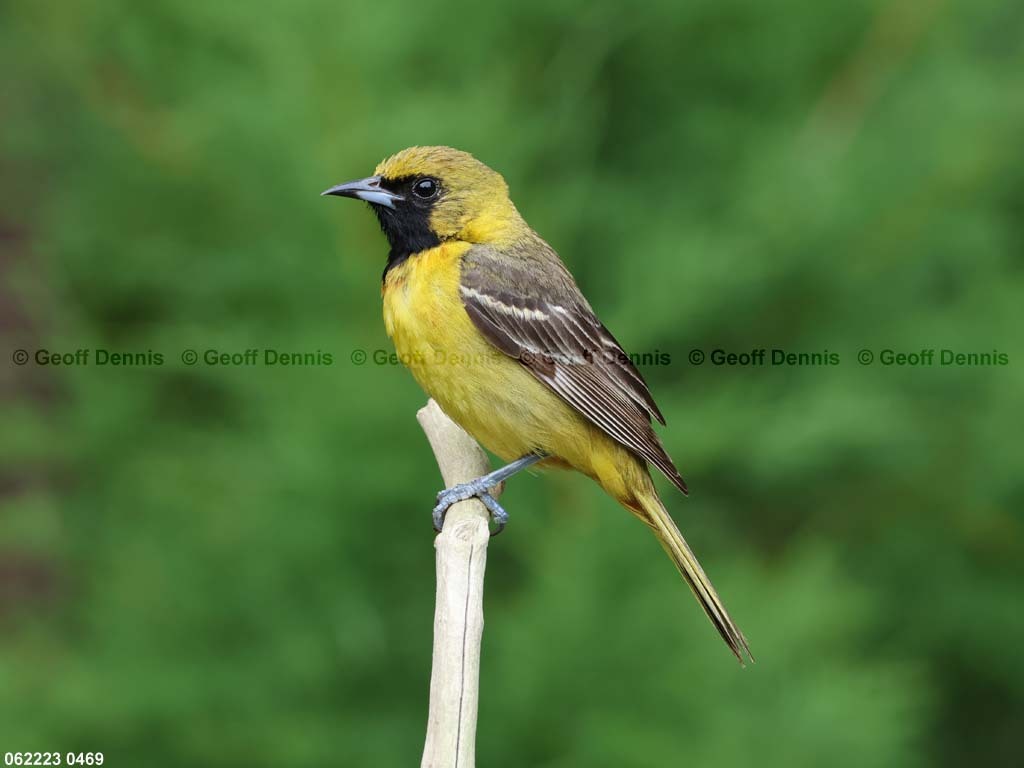 OROR-BR_Orchard-Oriole