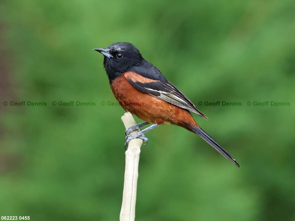 OROR-BS_Orchard-Oriole