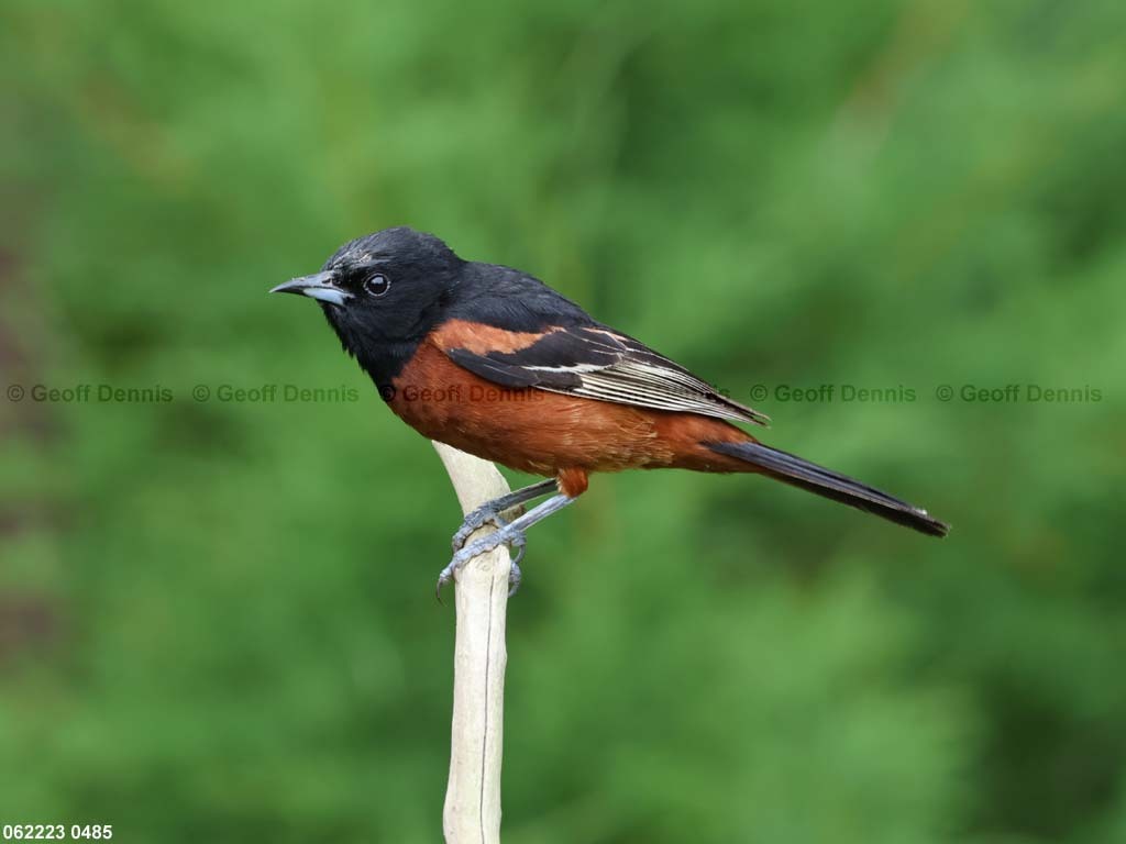 OROR-BT_Orchard-Oriole