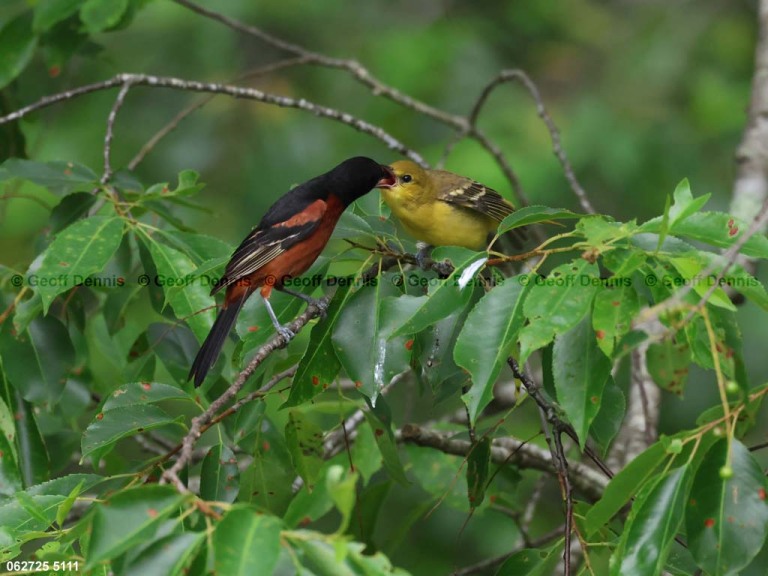 OROR-BU_Orchard-Oriole
