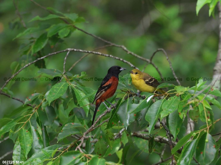 OROR-BV_Orchard-Oriole