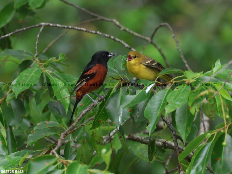 OROR-BW_Orchard-Oriole
