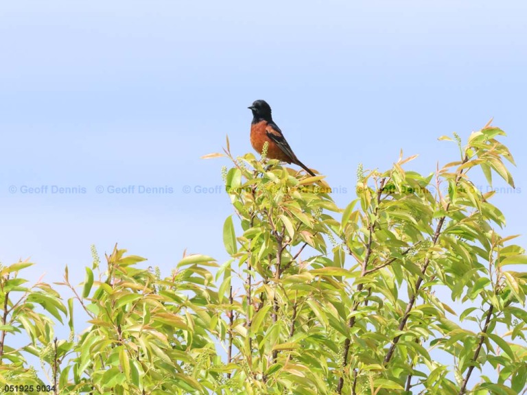 OROR-BX_Orchard-Oriole