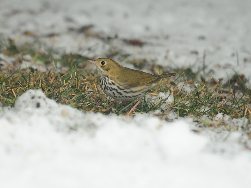 OVEN-AA_Ovenbird
