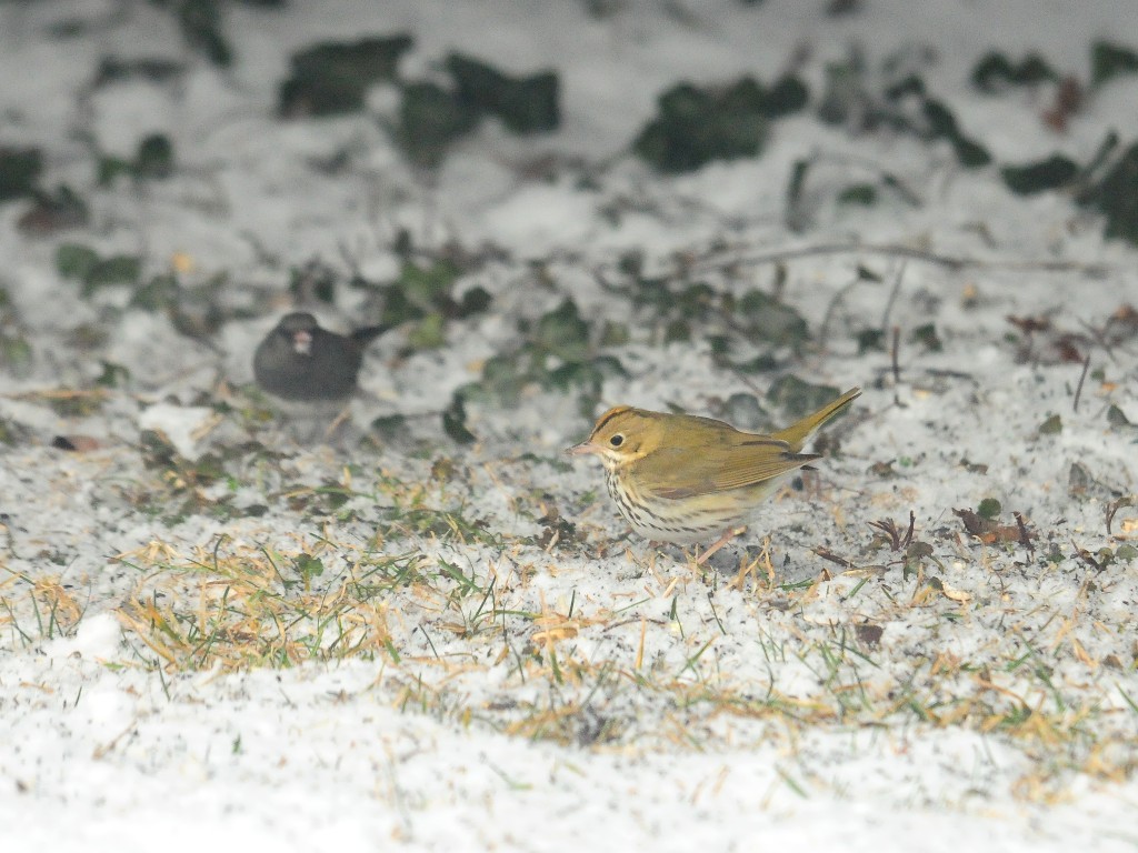 OVEN-AB_Ovenbird