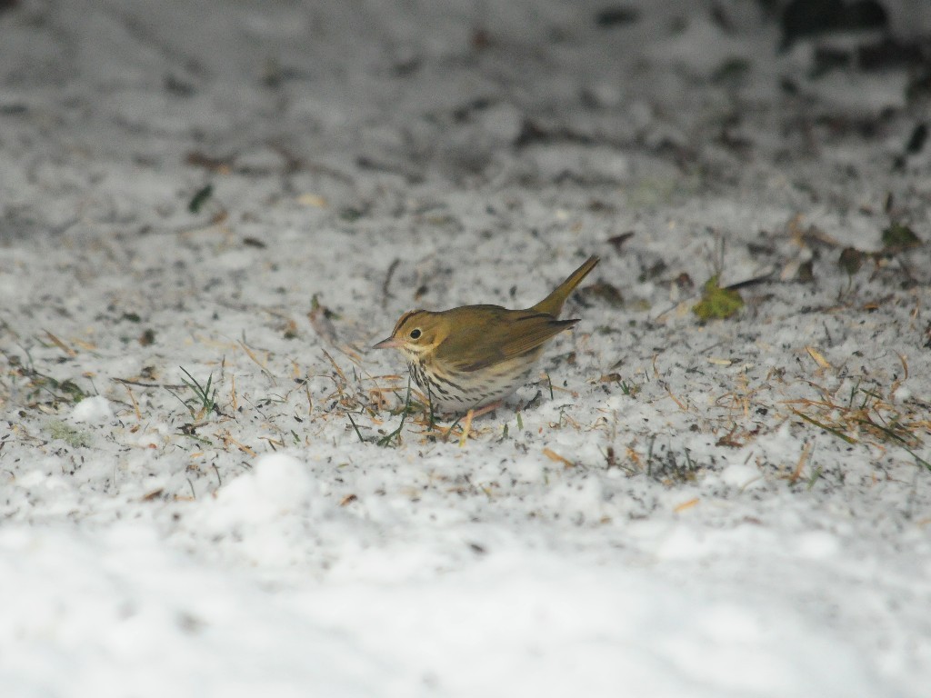 OVEN-AC_Ovenbird