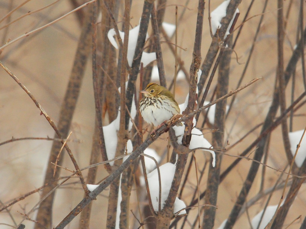 OVEN-AD_Ovenbird