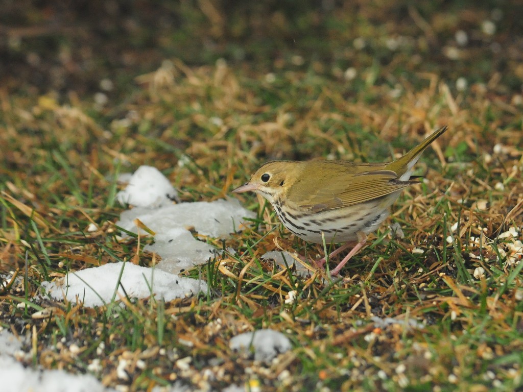 OVEN-AE_Ovenbird
