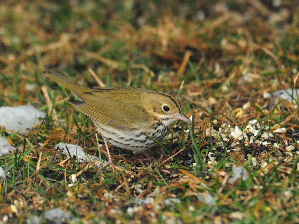 OVEN-AF_Ovenbird
