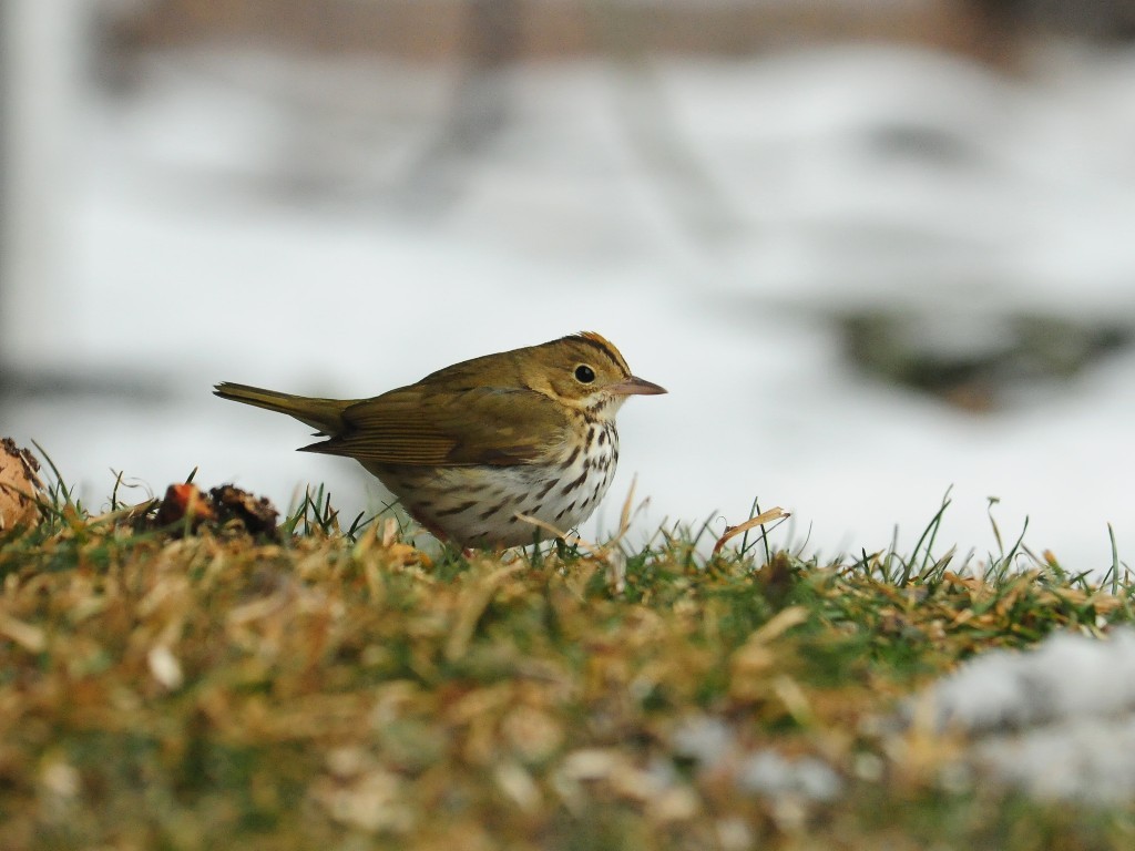 OVEN-AG_Ovenbird