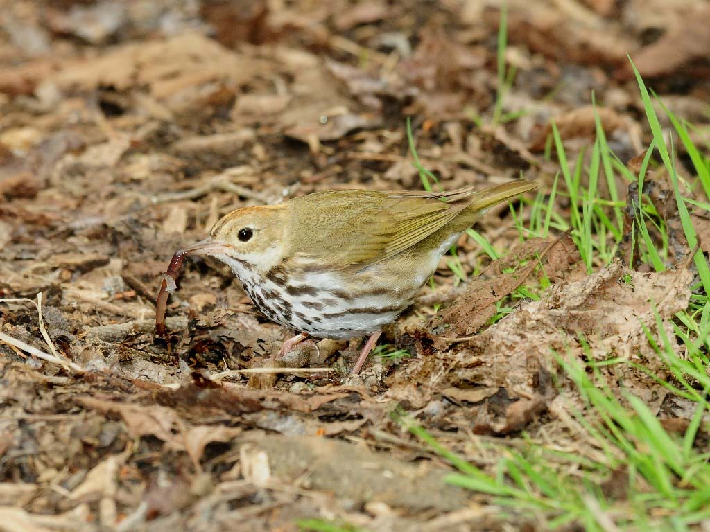 OVEN-AH_Ovenbird