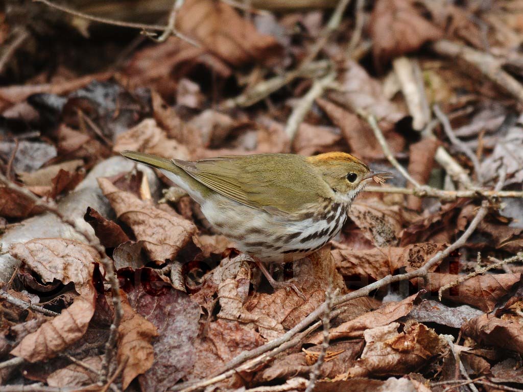 OVEN-AI_Ovenbird