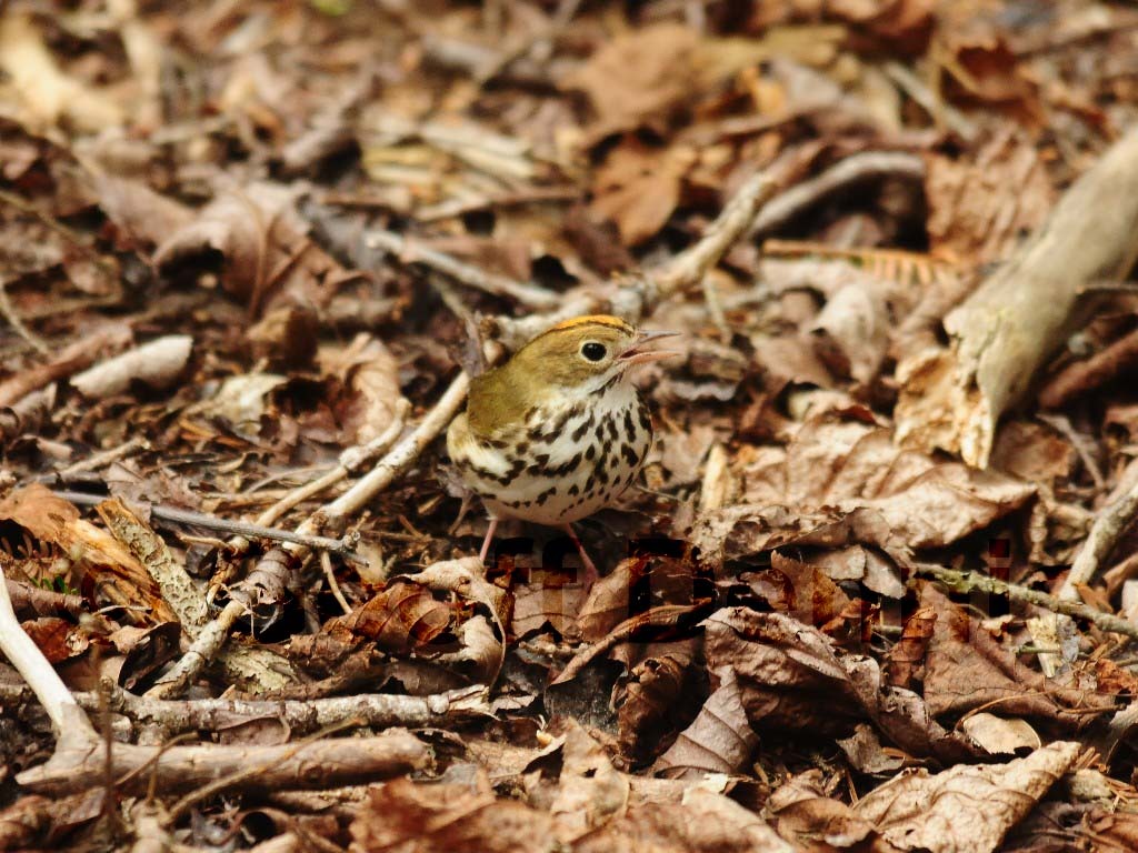OVEN-AJ_Ovenbird