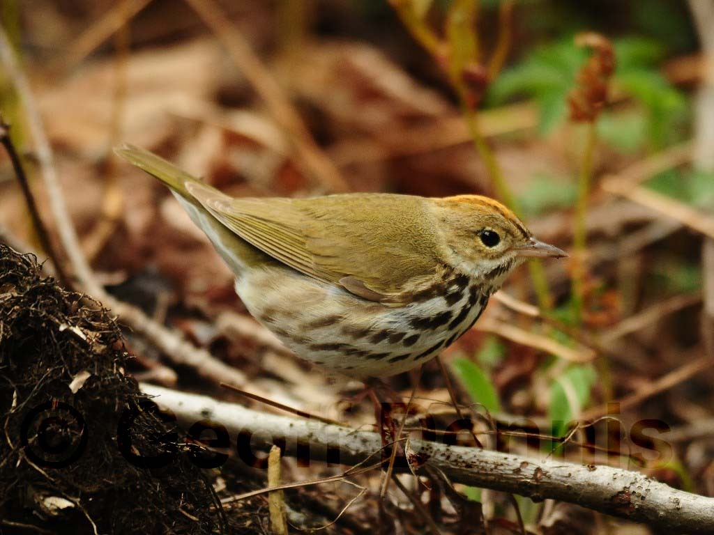 OVEN-AK_Ovenbird