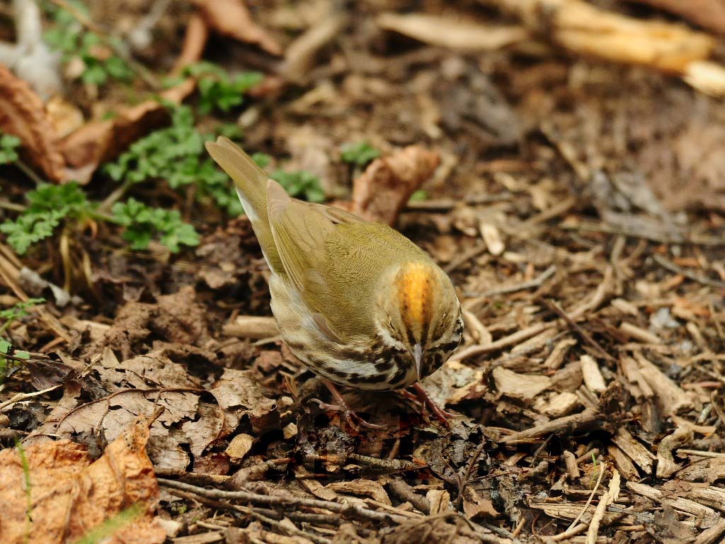OVEN-AL_Ovenbird