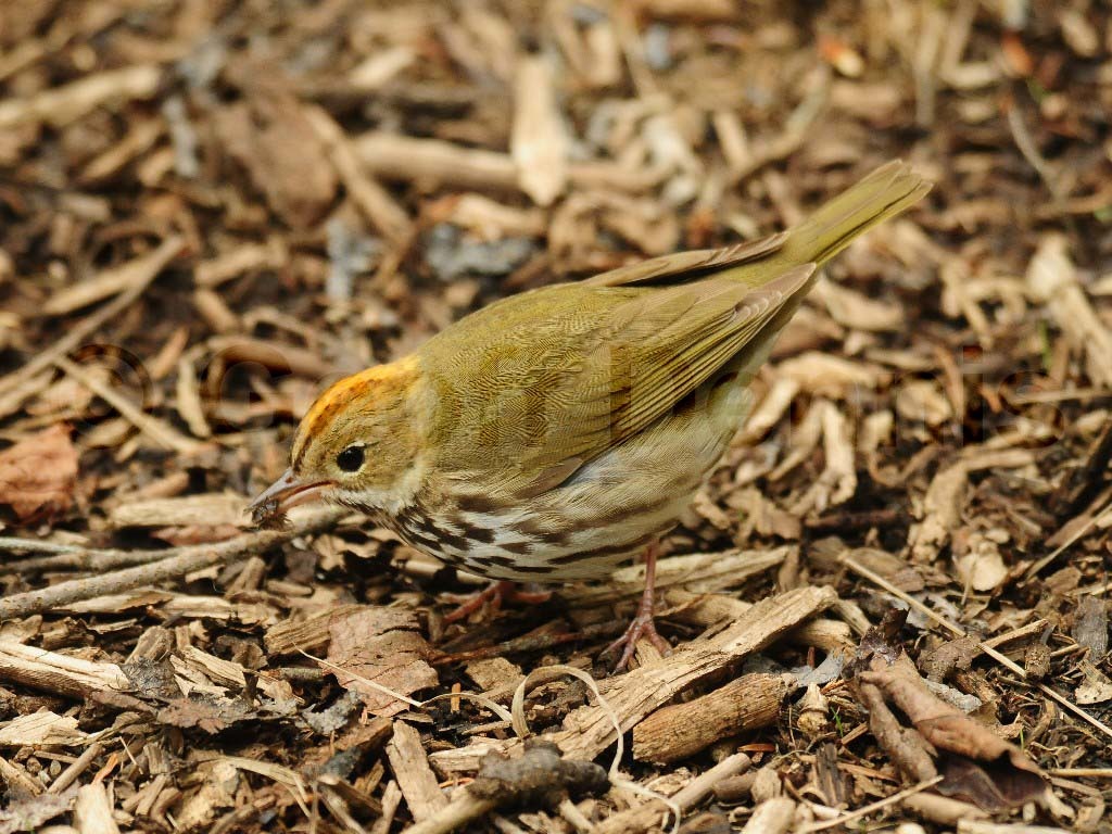 OVEN-AM_Ovenbird