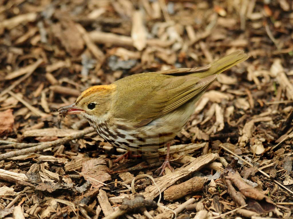 OVEN-AN_Ovenbird