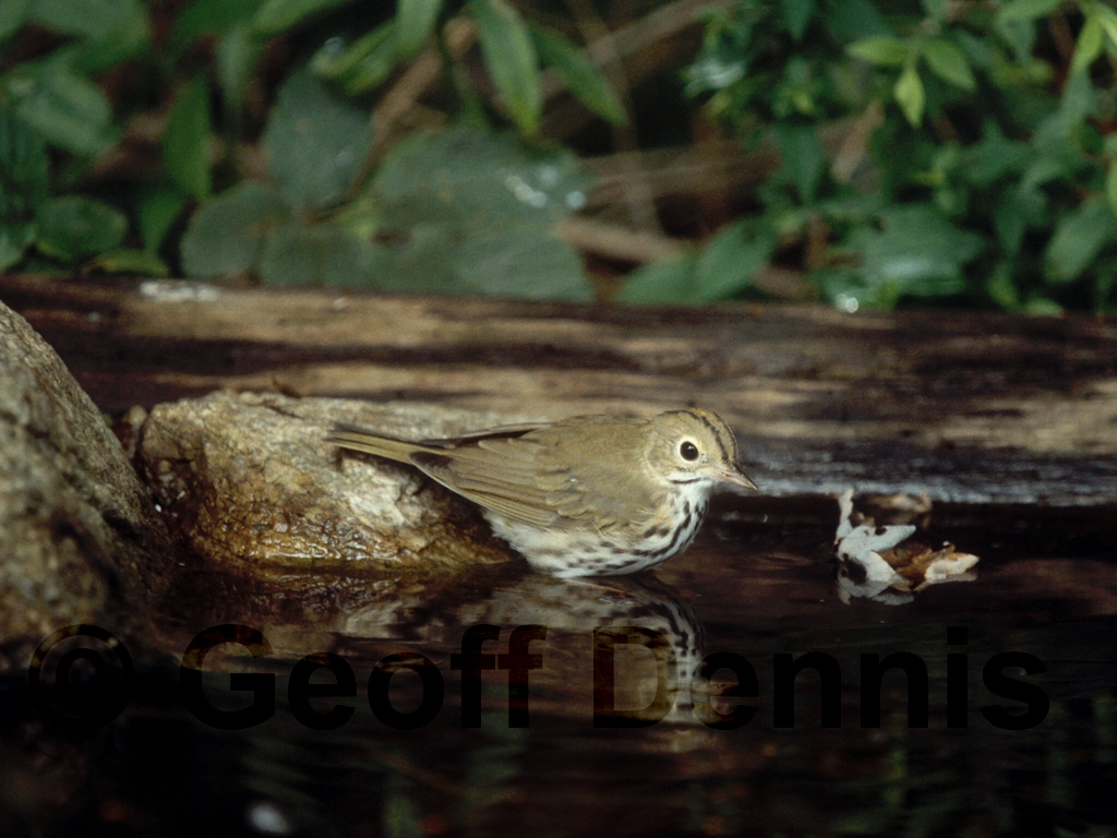 OVEN-AO_Ovenbird