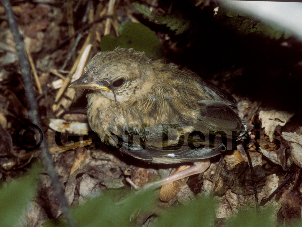 OVEN-AP_Ovenbird