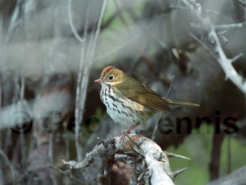 OVEN-AQ_Ovenbird