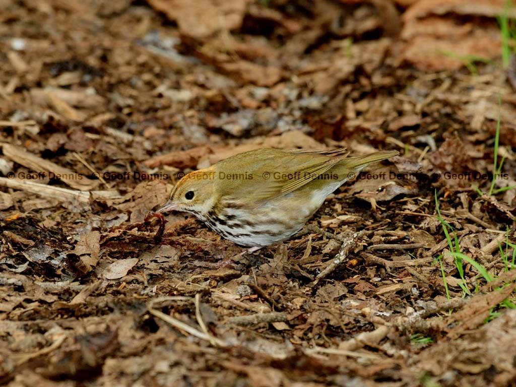 OVEN-AR_Ovenbird