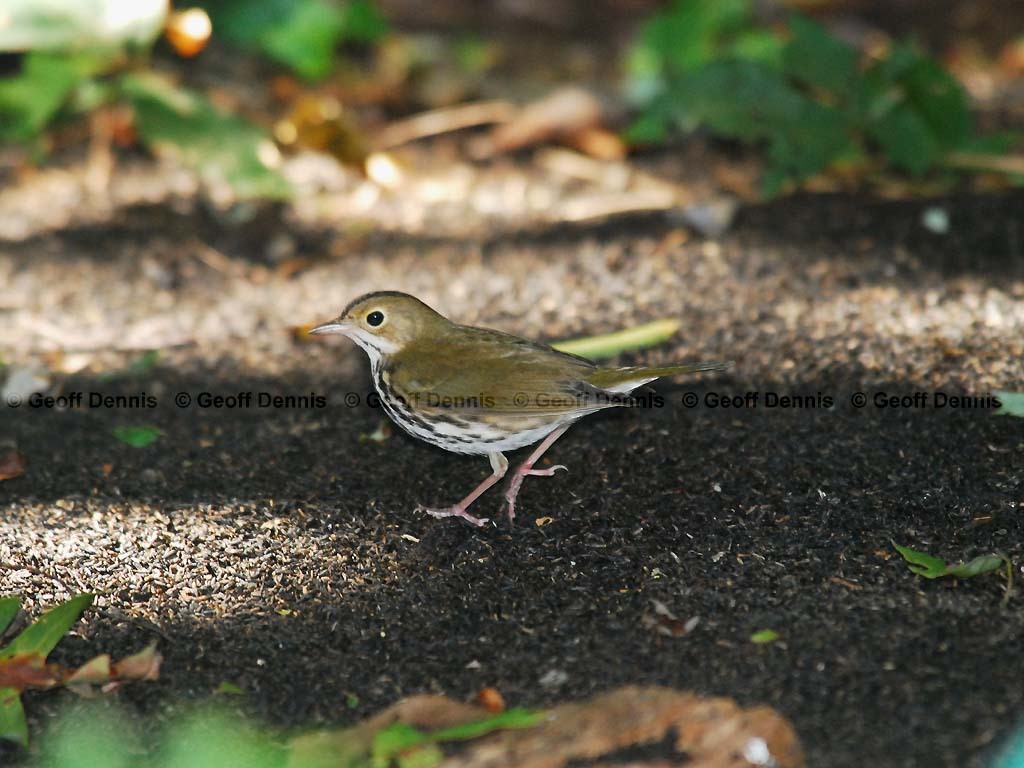 OVEN-AS_Ovenbird