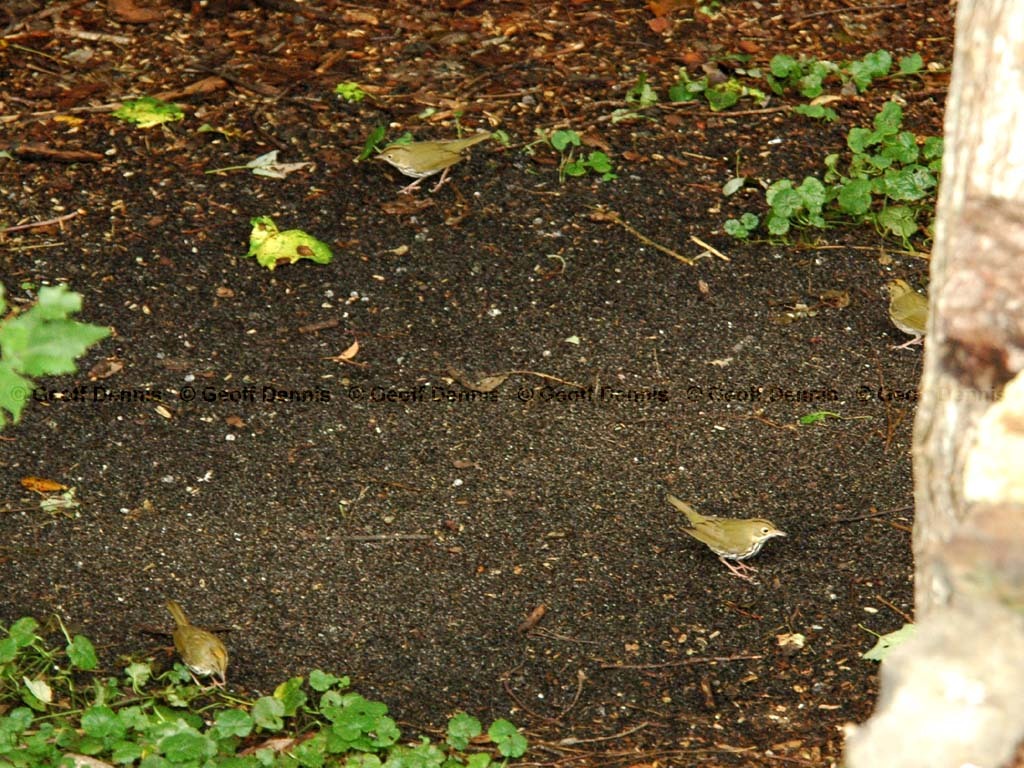 OVEN-AT_Ovenbird