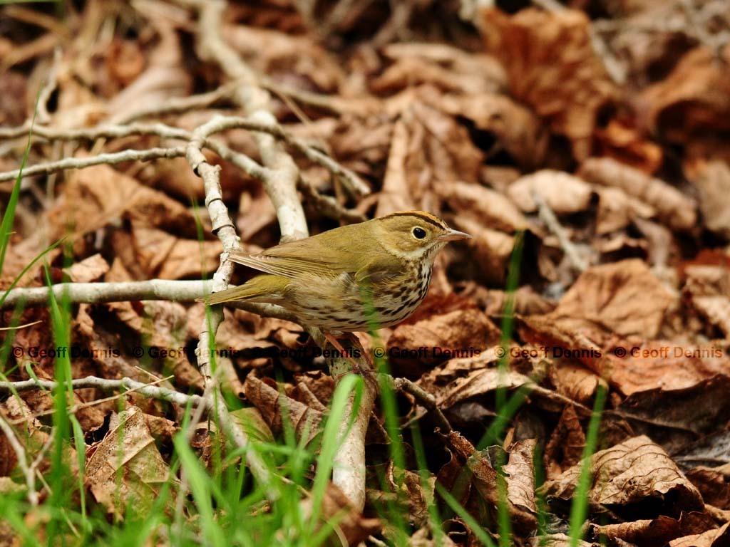 OVEN-AU_Ovenbird