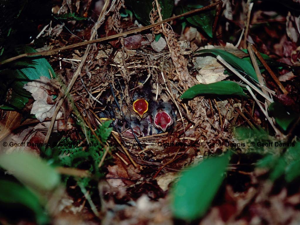 OVEN-AV_Ovenbird