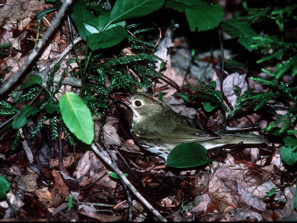 OVEN-AW_Ovenbird