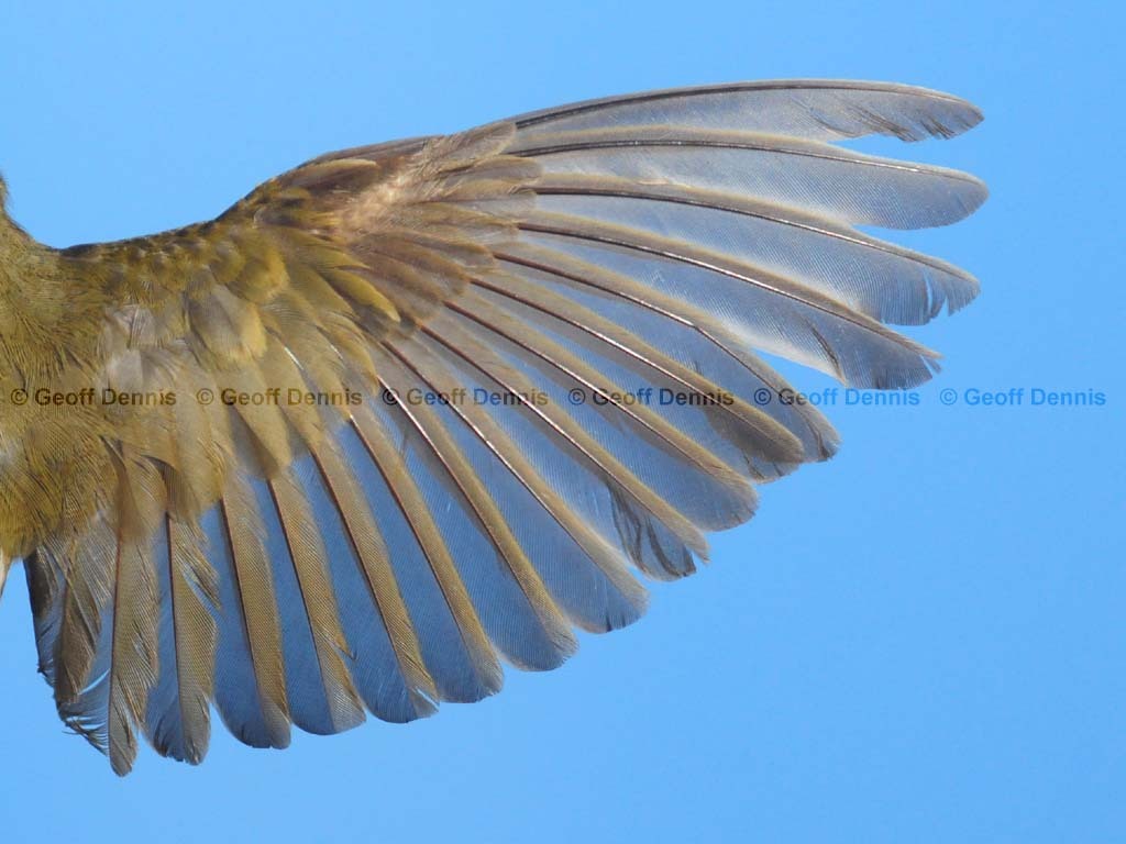 OVEN-AZ_Ovenbird