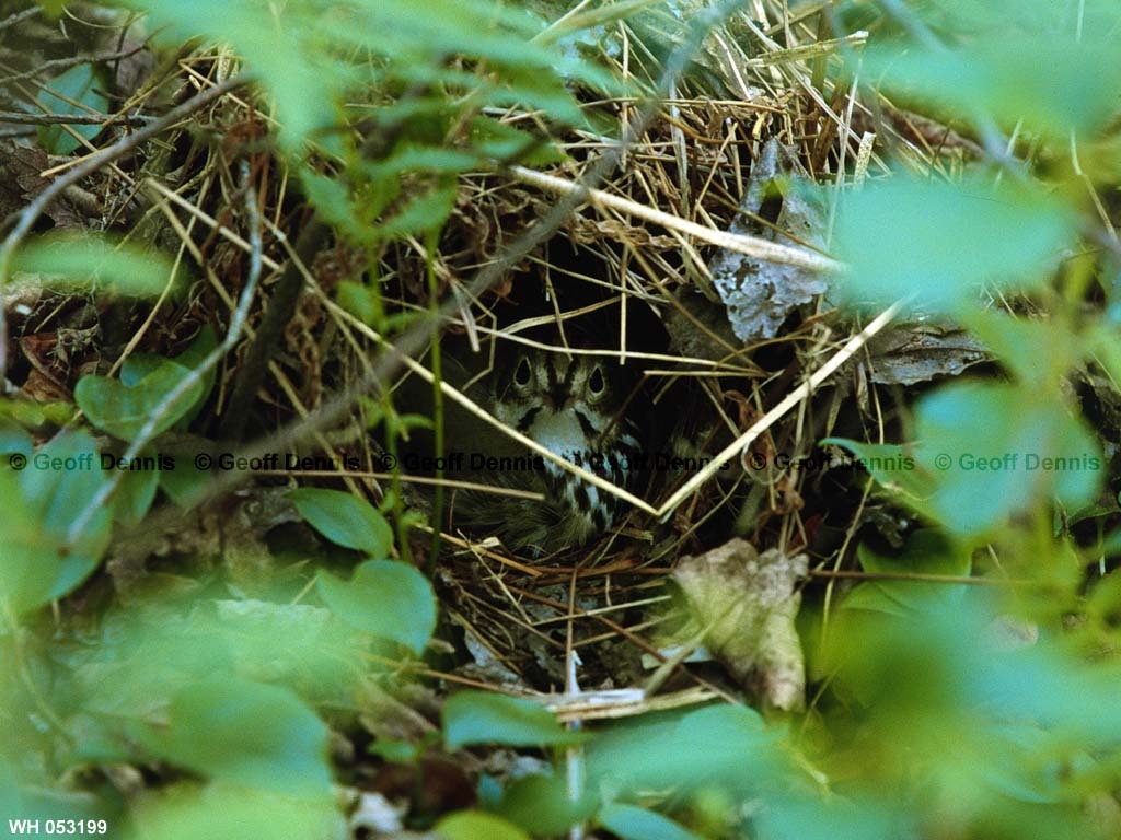 OVEN-BA_Ovenbird