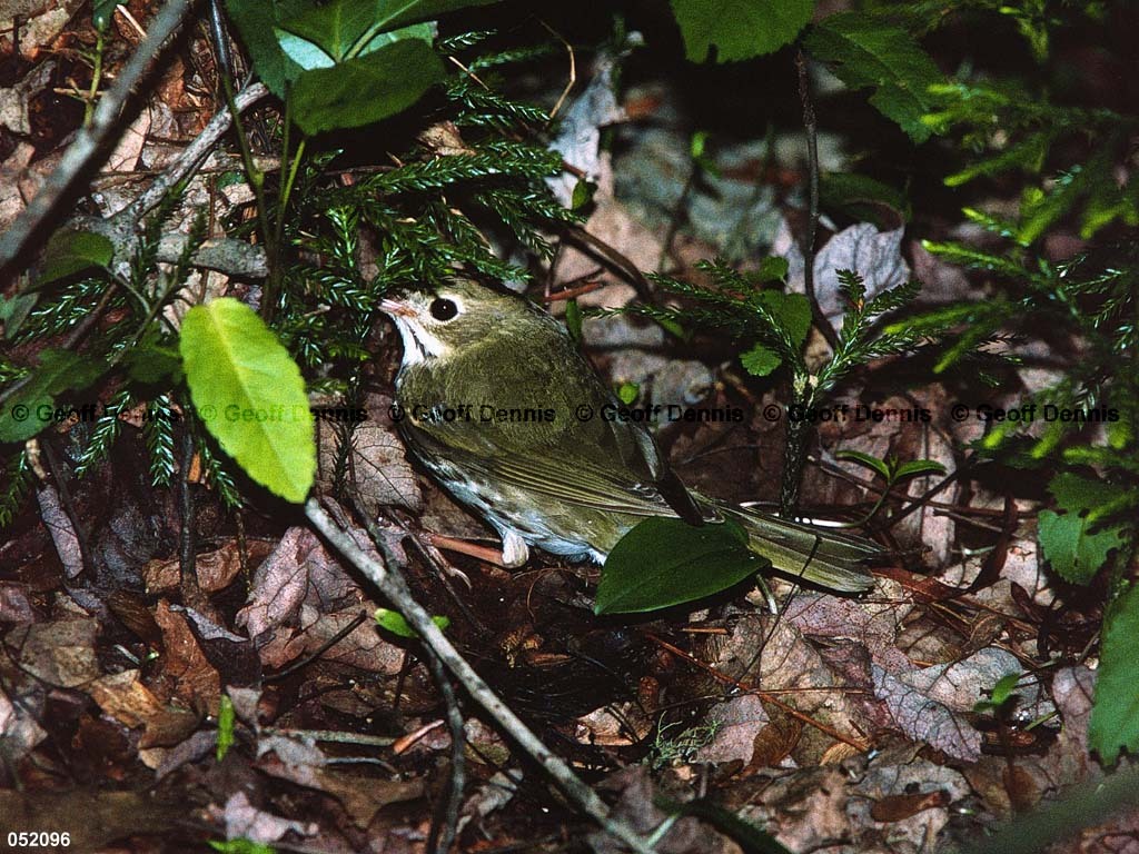 OVEN-BC_Ovenbird