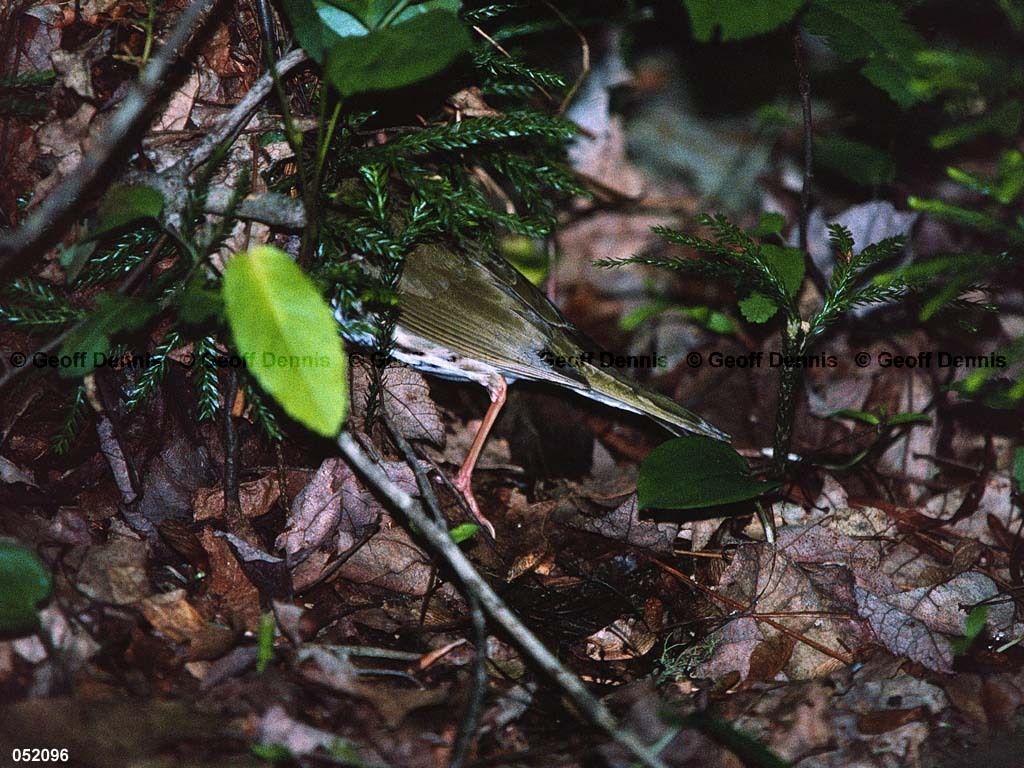 OVEN-BD_Ovenbird