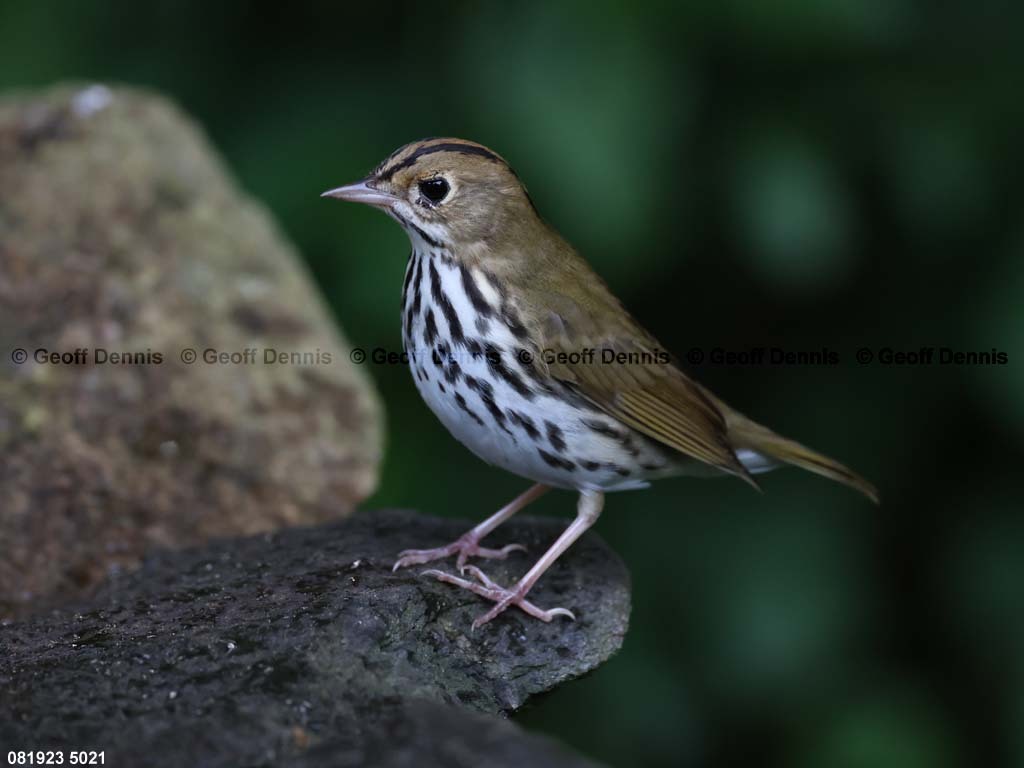 OVEN-BF_Ovenbird